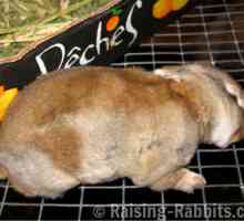 Rvhd e rvhd2: coniglio malattia emorragica virale nel Regno Unito