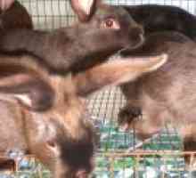 Satin rabbits- l`ultimo coniglio doppio scopo
