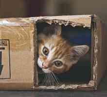 Il gatto di Schrödinger: che cos`è?