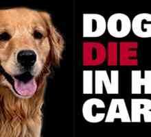 SPCA scozzese avvertono i cani muoiono in automobili calde