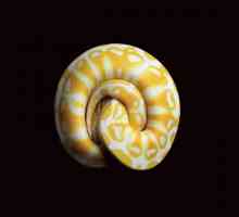 "Serpentine" celebra la bellezza del serpente
