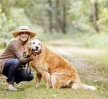Sette consigli per migliorare la longevità del vostro cane invecchiamento