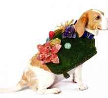 Cani rifugio lavorano la pista in couture canina