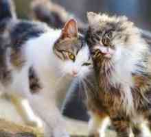 Dovrebbero coinquilini gatto essere presenti per l`eutanasia?