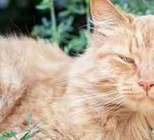 Mostra un po `tlc: come aiutare il vostro gatto geriatrica prosperare