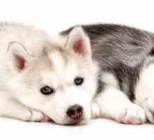Siberian nomi di cane husky: nomi cool per siberian husky cani di razza