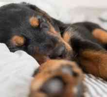 Comportamento del sonno dei cani