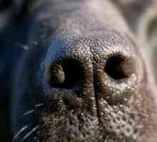 Starnuti e secrezione nasale nei cani