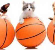 Nomi di cane sportivi | 30 nomi di basket di ispirazione per i cani