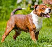 Staffordshire Bull Terrier sono in cima alla lista mancante