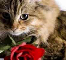 Rafforzare il legame con il vostro gatto giorno di San Valentino