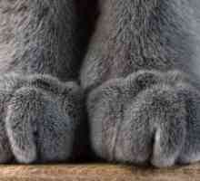 Struttura e funzione del artiglio e del piede pad nei gatti