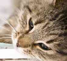 Studio mostra che il vomito nei gatti è spesso un segno di grave malattia