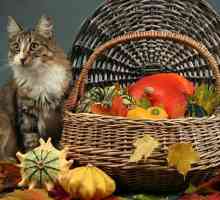 Alimenti Ringraziamento che sono sicuri di condividere con il vostro gatto e cibi da evitare