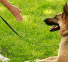 I comandi 6 di formazione che possono salvare la vita del vostro cane