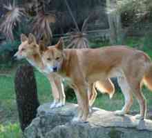 I dingo americani: che cosa è un cane carolina?