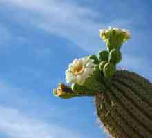 Il miglior cactus di crescere in casa