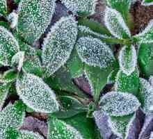 Le migliori piante resistenti del tempo freddo per giardini e vasi