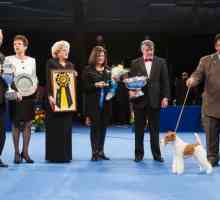 Il Best in Show vincitore al 2012 mostra nazionale del cane del terrier isthe filo fox