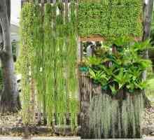 Le migliori piante per un giardino verticale