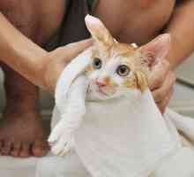 Le migliori shampoo per gatti
