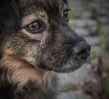 Il giorno il mio cane è morto: come affrontare la perdita di un animale domestico
