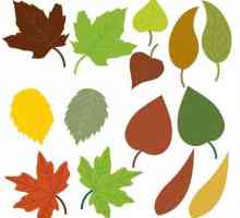 I diversi margini delle foglie ed i loro nomi