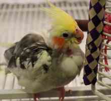 L`etica di tenere uccelli domestico / uccelli in gabbia