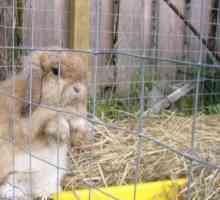 Il free-range coniglio all`aperto | mantenendo un coniglio dalla sua gabbia
