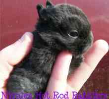 Il coniglio nano netherland