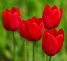 Il significato simbolico di tulipani rossi