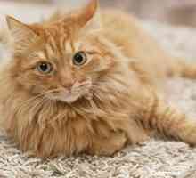 I file veterinarie: Perché il mio gatto improvvisamente pipì sul pavimento?
