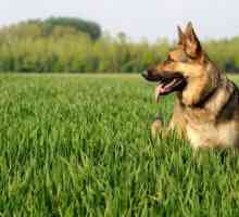 Pensi di conoscere il cane pastore tedesco? Prova il nostro quiz