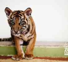 Tiger cub serve per i grandi spazi aperti