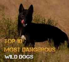 I 10 cani selvatici più pericolosi