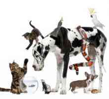 I 10 nomi di animali domestici più popolari del 2011