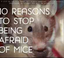 I 10 motivi per non aver paura dei topi!