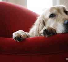 Top 5 tossine renali più dannosi per i cani