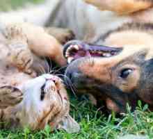 Top 8 benefici per la salute di possedere un animale domestico