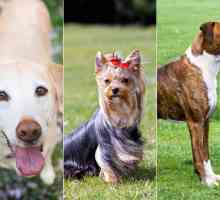 Curiosità: come ben sapete razze di cani?