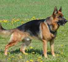 Tipi di pastori tedeschi: una guida varietà di cani