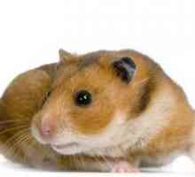 Rischi per la salute per i bambini Hamster