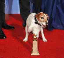 Uggie, il cane che era un tappeto stella rossa, muore a 13