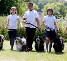 Prima risorsa della scuola del Regno Unito per affrontare cane incidenti che coinvolgono i bambini…