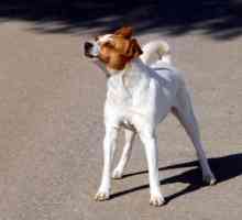 Infezioni del tratto urinario nei cani: cosa si deve sapere