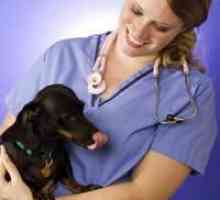 Usando la terapia feromone per aiutare gli animali domestici ansiosi