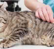 Raccomandazioni vaccino per il tuo gatto