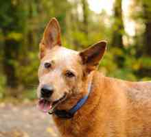 Gli esperti veterinari votano sui 5 maggior parte delle razze canine ad alta energia