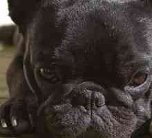 Video roundup: bulldog francesi e dei loro esseri umani