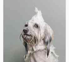 Wet cane serie foto dà un nuovo sguardo su tempo del bagno